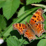 Sabine Venema informiert am 04. Juli über die Schmetterlinge, die durch Olpe flattern.