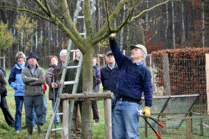 Franz-Josef Göddecke zeigt am 7. November in der Kreisstadt Olpe Tipps und Tricks zum richtigen Obstbaumschnitt.