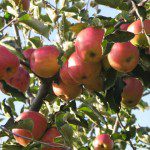 Die heimischen Äpfel stehen am kommenden Sonntag beim Apfeltag in Rehringhausen im Mittelpunkt eines schmackhaften  Tages im Rahmen von „Olpe biologisch“...