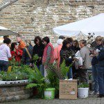 Pflanzenbörse statt Biomüll – Tauschbörse für Naturfreunde am 8.   Mai