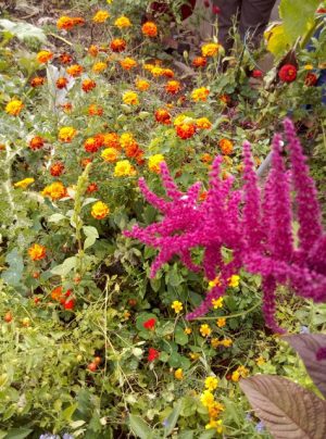 Heilkräuter und Heilpflanzen Mit Olpe biologisch auf Streifzug durch den Kräutergarten - Foto:privat