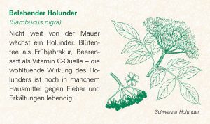 Belebender Holunder (Sambucus nigra)
