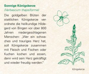 Sonnige Königskerze (Verbascum thapsiforme)