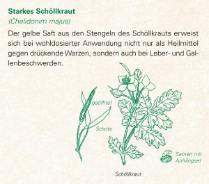 Starkes Schöllkraut (Chelidonim majus)