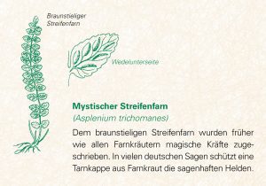 Mystischer Streifenfarn (Asplenium trichomanes)