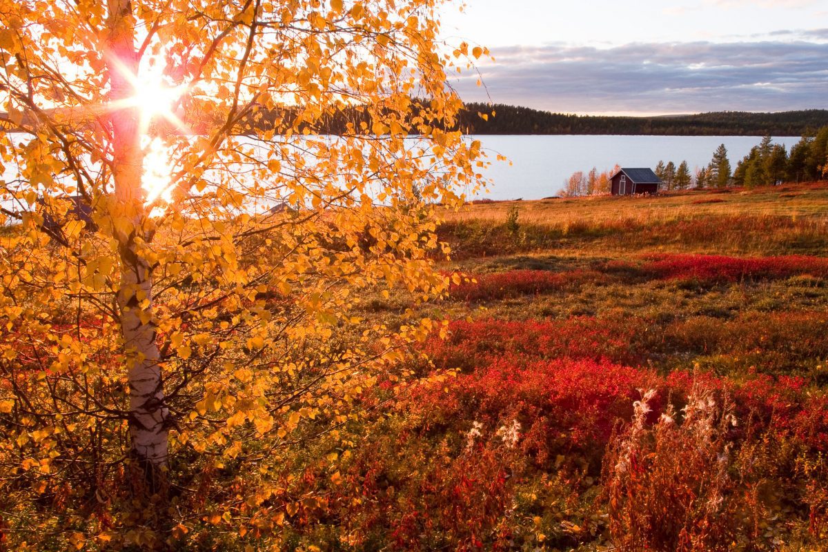 Herbstfarben bei Menesjärvi nahe Inari – © Klaus-Peter Kappest